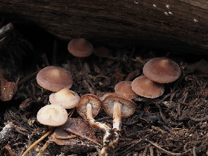  ( - FDS-CA-04268)  @11 [ ] by-nc (2024) Fresno Mycology Society Fungal Diversity Survey