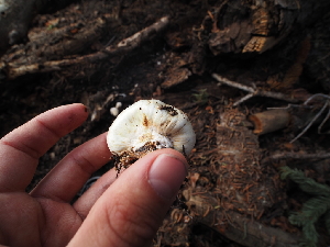  ( - FDS-CA-04270)  @11 [ ] by-nc (2024) Fresno Mycology Society Fungal Diversity Survey