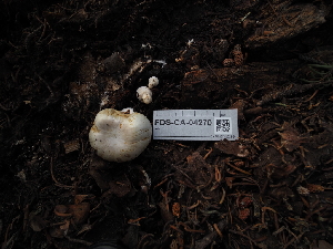  ( - FDS-CA-04270)  @11 [ ] by-nc (2024) Fresno Mycology Society Fungal Diversity Survey