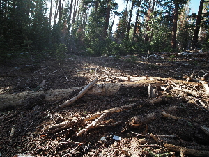  ( - FDS-CA-04270)  @11 [ ] by-nc (2024) Fresno Mycology Society Fungal Diversity Survey