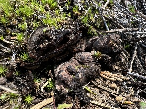  ( - FDS-CA-01683)  @11 [ ] c (2024) Rudy Diaz Fungal Diversity Survey