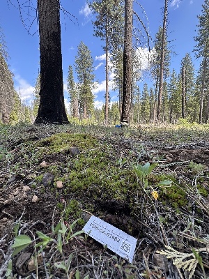  ( - FDS-CA-01683)  @11 [ ] c (2024) Rudy Diaz Fungal Diversity Survey