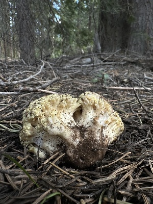  ( - FDS-CA-01695)  @11 [ ] c (2024) Rudy Diaz Fungal Diversity Survey
