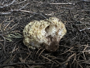  ( - FDS-CA-01695)  @11 [ ] c (2024) Rudy Diaz Fungal Diversity Survey