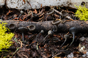  ( - FDS-CA-00211)  @11 [ ] by-nc (2024) Dean Lyons Fungal Diversity Survey