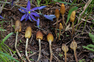  (Psilocybe sp. gandalfiana - FDS-CA-00214)  @11 [ ] by-nc (2024) Dean Lyons Fungal Diversity Survey