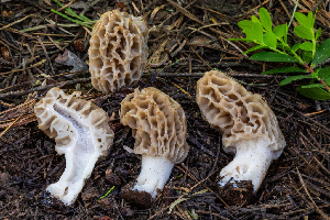  ( - FDS-CA-00218)  @11 [ ] by-nc (2024) Dean Lyons Fungal Diversity Survey