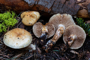  ( - FDS-CA-00222)  @11 [ ] by-nc (2024) Dean Lyons Fungal Diversity Survey