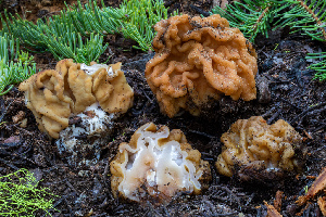  ( - FDS-CA-00225)  @11 [ ] by-nc (2024) Dean Lyons Fungal Diversity Survey