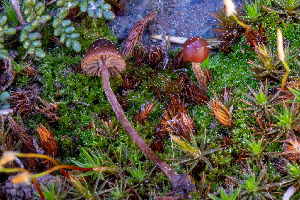  ( - FDS-CA-00231)  @11 [ ] by-nc (2024) Dean Lyons Fungal Diversity Survey