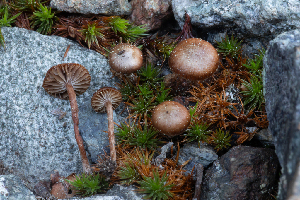  ( - FDS-CA-00230)  @11 [ ] by-nc (2024) Dean Lyons Fungal Diversity Survey