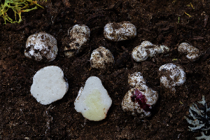  (Leucophleps - FDS-CA-00239)  @11 [ ] by-nc (2024) Dean Lyons Fungal Diversity Survey