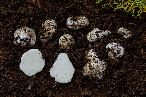  ( - FDS-CA-00239)  @11 [ ] by-nc (2024) Dean Lyons Fungal Diversity Survey
