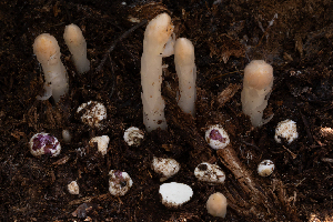  ( - FDS-CA-00242)  @11 [ ] by-nc (2024) Dean Lyons Fungal Diversity Survey