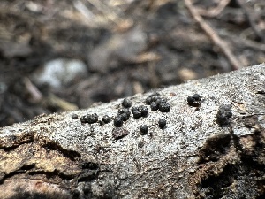  ( - FDS-CA-01662)  @11 [ ] c (2024) Rudy Diaz Fungal Diversity Survey