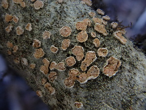  ( - FDS-CA-01663)  @11 [ ] c (2024) Rudy Diaz Fungal Diversity Survey