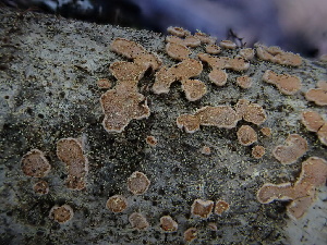  ( - FDS-CA-01663)  @11 [ ] c (2024) Rudy Diaz Fungal Diversity Survey