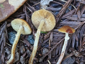  (Pholiotina sp. CA02 - FDS-CA-00603)  @11 [ ] by-nc (2024) Warren Cardimona Fungal Diversity Survey