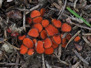  (Scutellinia sp. CA09 - FDS-CA-00610)  @11 [ ] by-nc (2024) Warren Cardimona Fungal Diversity Survey