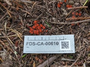  ( - FDS-CA-00610)  @11 [ ] by-nc (2024) Warren Cardimona Fungal Diversity Survey