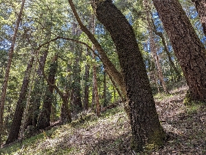  ( - FDS-CA-00610)  @11 [ ] by-nc (2024) Warren Cardimona Fungal Diversity Survey