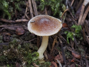  (Inocybe sp. CA62 - FDS-CA-00611)  @11 [ ] by-nc (2024) Warren Cardimona Fungal Diversity Survey