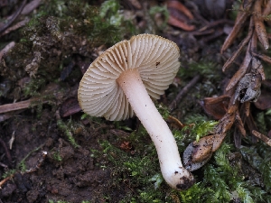  ( - FDS-CA-00611)  @11 [ ] by-nc (2024) Warren Cardimona Fungal Diversity Survey