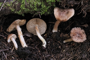  ( - FDS-CA-00613)  @11 [ ] by-nc (2024) Warren Cardimona Fungal Diversity Survey