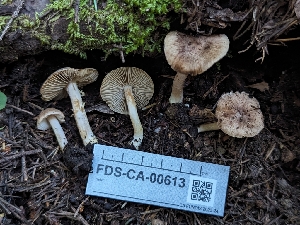  ( - FDS-CA-00613)  @11 [ ] by-nc (2024) Warren Cardimona Fungal Diversity Survey
