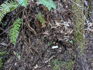  ( - FDS-CA-00613)  @11 [ ] by-nc (2024) Warren Cardimona Fungal Diversity Survey