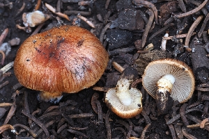  ( - FDS-CA-00617)  @11 [ ] by-nc (2024) Warren Cardimona Fungal Diversity Survey