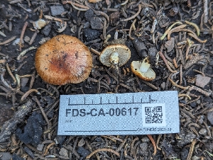  ( - FDS-CA-00617)  @11 [ ] by-nc (2024) Warren Cardimona Fungal Diversity Survey