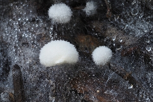  ( - FDS-CA-00619)  @11 [ ] by-nc (2024) Warren Cardimona Fungal Diversity Survey