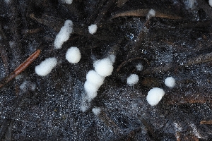  ( - FDS-CA-00619)  @11 [ ] by-nc (2024) Warren Cardimona Fungal Diversity Survey