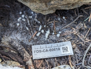  ( - FDS-CA-00619)  @11 [ ] by-nc (2024) Warren Cardimona Fungal Diversity Survey