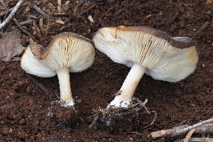 ( - FDS-CA-00665)  @11 [ ] by-nc (2024) Warren Cardimona Fungal Diversity Survey