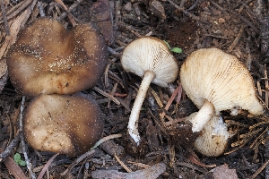  ( - FDS-CA-00665)  @11 [ ] by-nc (2024) Warren Cardimona Fungal Diversity Survey