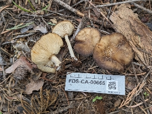  ( - FDS-CA-00665)  @11 [ ] by-nc (2024) Warren Cardimona Fungal Diversity Survey