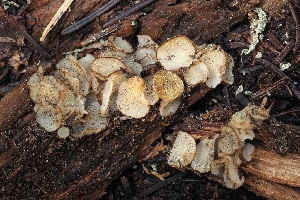  ( - FDS-CA-00671)  @11 [ ] by-nc (2024) Warren Cardimona Fungal Diversity Survey