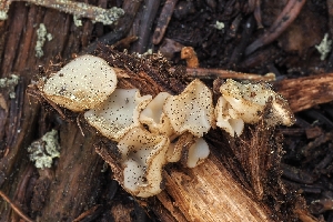  ( - FDS-CA-00671)  @11 [ ] by-nc (2024) Warren Cardimona Fungal Diversity Survey