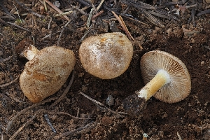  ( - FDS-CA-00669)  @11 [ ] by-nc (2024) Warren Cardimona Fungal Diversity Survey