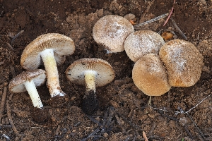  ( - FDS-CA-00669)  @11 [ ] by-nc (2024) Warren Cardimona Fungal Diversity Survey