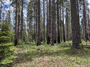  ( - FDS-CA-00669)  @11 [ ] by-nc (2024) Warren Cardimona Fungal Diversity Survey