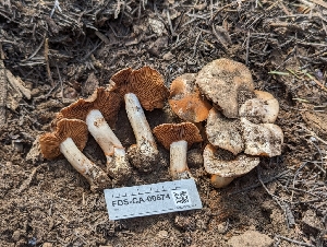  ( - FDS-CA-00674)  @11 [ ] by-nc (2024) Warren Cardimona Fungal Diversity Survey
