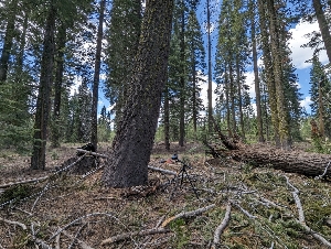  ( - FDS-CA-00674)  @11 [ ] by-nc (2024) Warren Cardimona Fungal Diversity Survey
