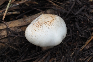  ( - FDS-CA-00677)  @11 [ ] by-nc (2024) Warren Cardimona Fungal Diversity Survey
