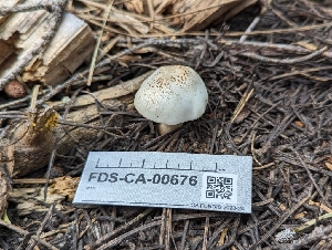  ( - FDS-CA-00677)  @11 [ ] by-nc (2024) Warren Cardimona Fungal Diversity Survey
