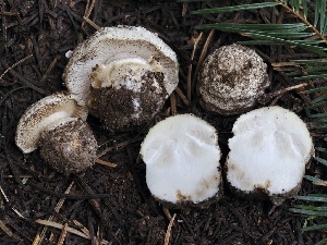  ( - FDS-CA-00183)  @11 [ ] by-nc (2024) Taye Bright Fungal Diversity Survey