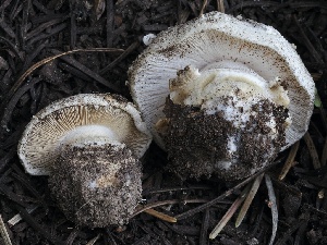  ( - FDS-CA-00183)  @11 [ ] by-nc (2024) Taye Bright Fungal Diversity Survey