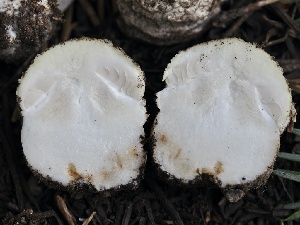  ( - FDS-CA-00183)  @11 [ ] by-nc (2024) Taye Bright Fungal Diversity Survey
